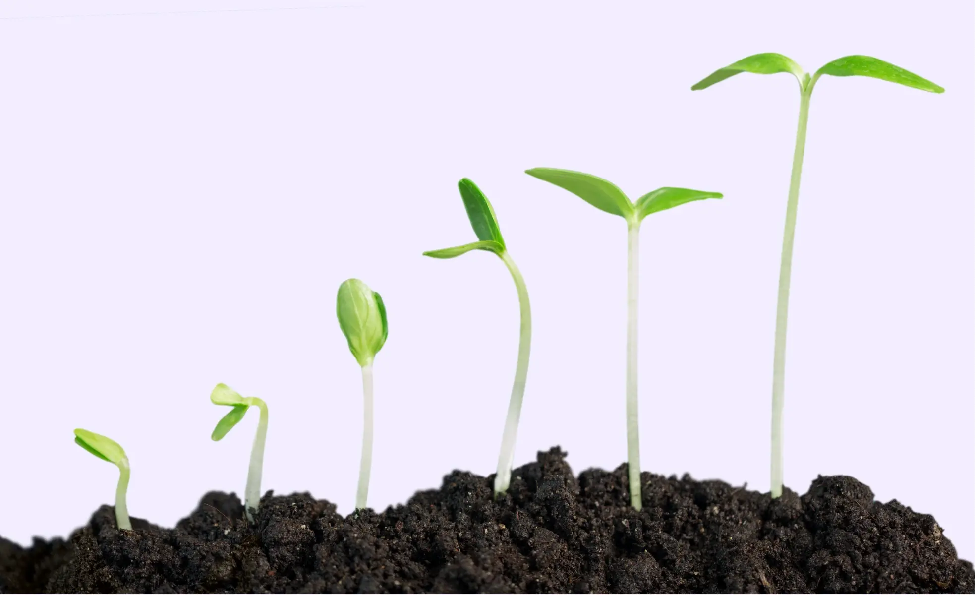 Help your clients scale their business with confidence