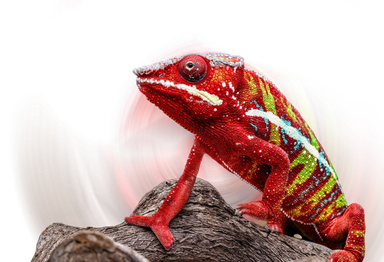 Bright red chameleon with colorful stripes perched on a branch against white background